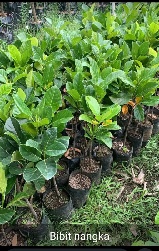 Bibit nangka.cepat buah dari okolasi